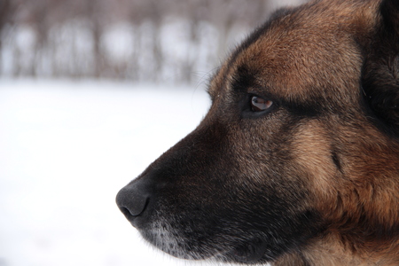 caucasian shepherd dogの写真素材