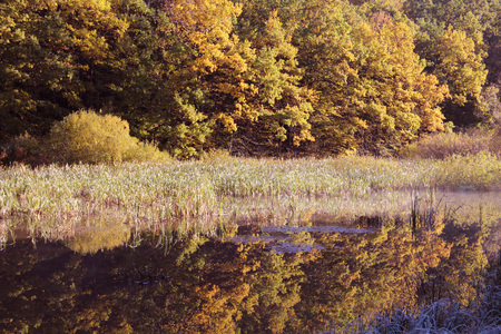 autumn forestの写真素材