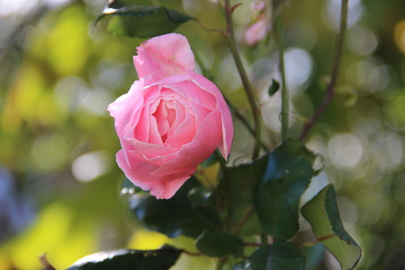 rose pineの写真素材