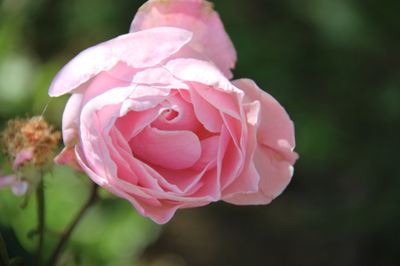 rose pineの写真素材