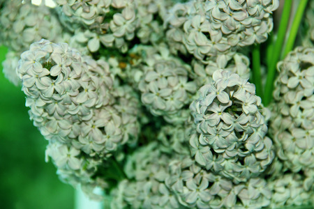 Fresh lavender on woodの写真素材
