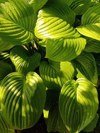 Green hosta leaves in the garden close-up. Natural backgroundの写真素材