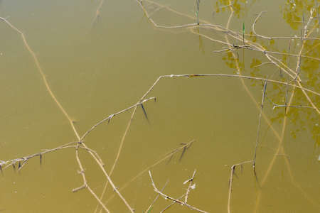 stems of a dry plant in dirty stagnant water