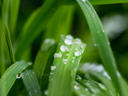 small beautiful dew drops on green grass closeupの写真素材