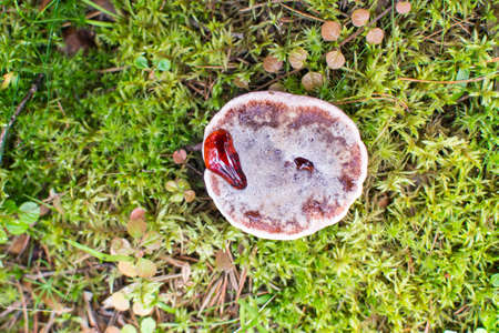 Hydnellum peckii in a wood mushroom in pine forest.の写真素材