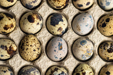 fresh quail eggs in eco-friendly cardboard packaging