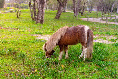 a pony with a long mane eats grass among the treesの写真素材