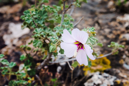 hibiscus flower on rocks close up photoの写真素材