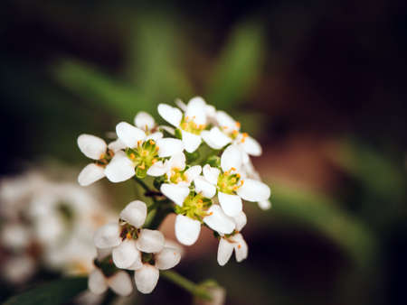 several small white flowers on a branch taken at close range
