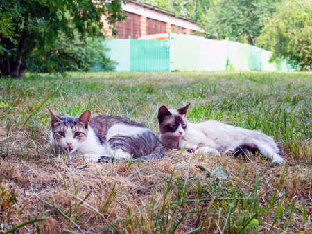 two village cats on the grass against the background of a green fence on a sunny dayの写真素材