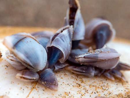 Goose barnacles on a gladius on sand beach after storm