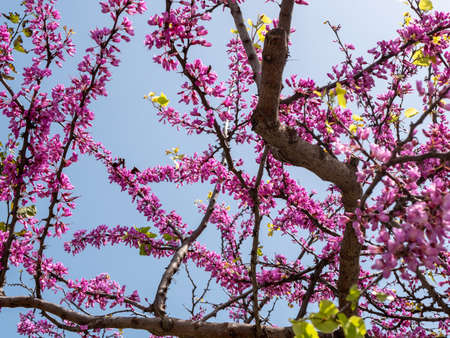 few Cercis siliquastrum branches with pink flowers in spring against the blue skyの写真素材