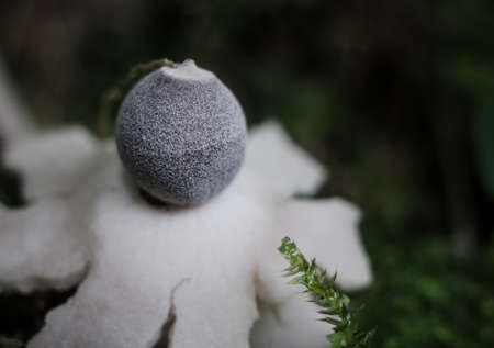 close macro photo of perfictly round mushroom Geastrum quadrifidum in the spruce forestの写真素材