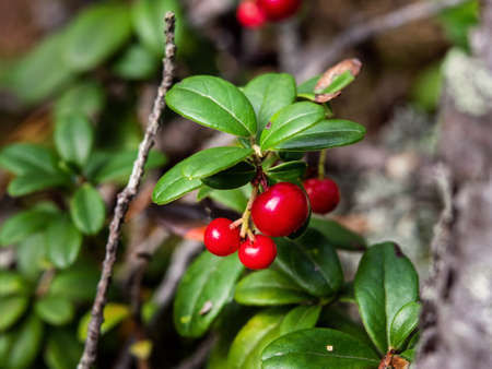 closeup photo of small red cowberry berries on a bushの写真素材