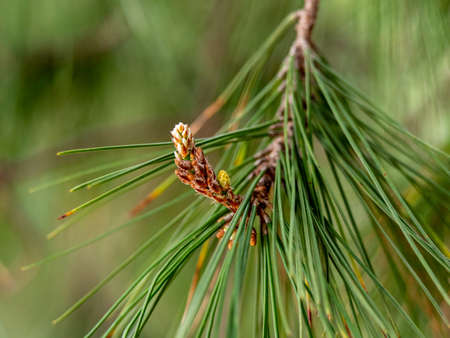 macro photo of a brunch of pine needles