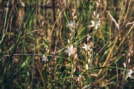flowers of asphodelus fistulosus on a fresh sprind meadowの写真素材