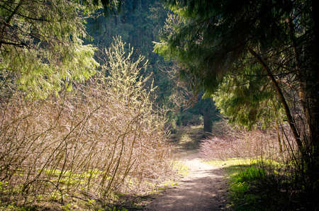 hiking trail in a pine forest on a clear sunny dayの写真素材