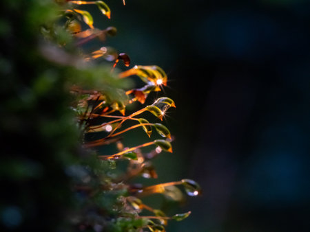 Moss cuckoo flax blooms, closeup, macro, selective focusの写真素材
