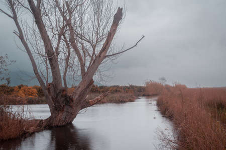 dried tree on a water canal against the backdrop of mountains on a cloudy dayの写真素材