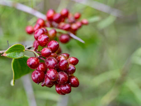 closeup photo of a bunch of a small red berries on a bushの写真素材