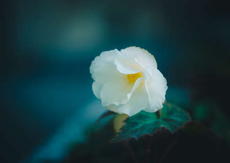 close-up macro shot of a tiny white flowerの写真素材