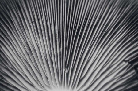 macro photo of mushroom plates looks like the pages of an old bookの写真素材