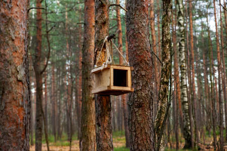 Wooden bird feeder on a pine tree in the forest. animal care. Sunny spring day. Preservation of the population. Ecology protection.の写真素材