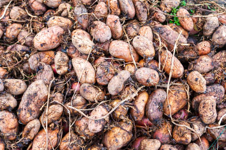 photo of rotting potatoes lying in a pileの写真素材