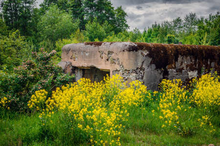 Old fortification in the forest among yellow flowers
