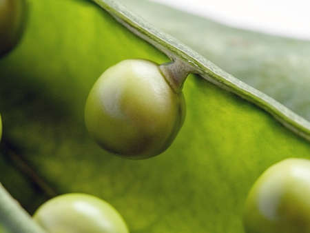 beautiful close up macro photo of delicious peas in a pod