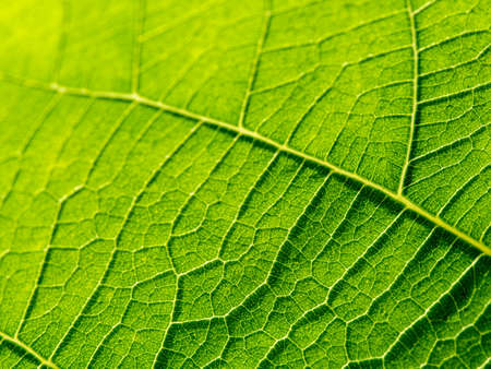 bright macro photo of green fresh leaf veins