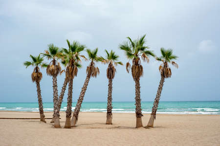 Beautiful view of the sandy beach with palm trees against the background of the turquoise seaの写真素材