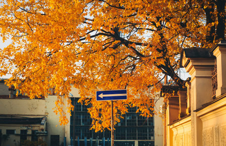 turn left road sign near wall under autumn tree with yellow leavesの写真素材