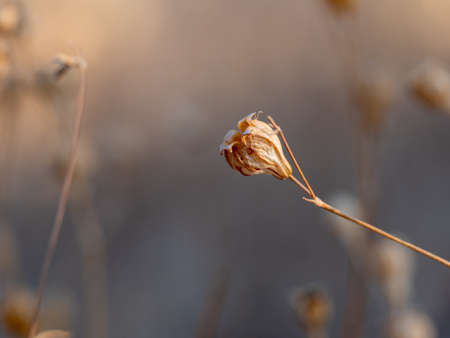 Macro photo of a tiny dry brown flower on a natural background