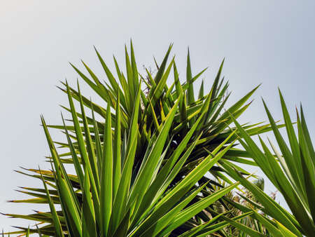 palm branches against a clear blue sky at a cunny dayの写真素材