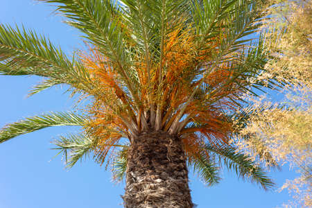 palm tree against clear blue sky. photo from below