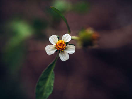 close up photo of a single small Bidens pilosa flowerの写真素材