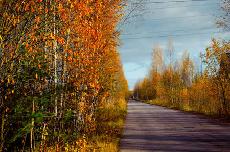 View on an empty asphalt road between autumn trees with orange foliageの写真素材