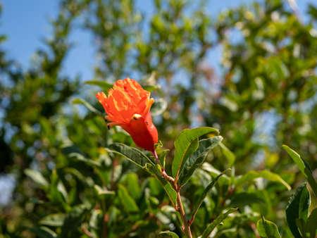 Close up photo of a ripening pomegranate fruit with ants crawling on it