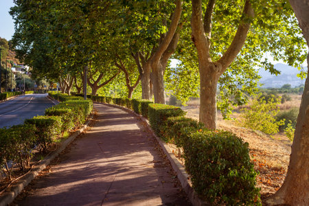 Walking path with trees and bushes in the city. Alley with trees and bushes.
