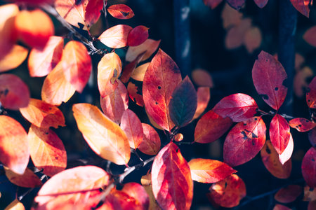 Close up photo of a red and yellow leaves of a bush plant at autumnの写真素材