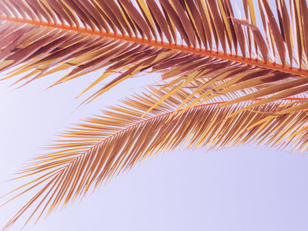 Palm leafs with clear blue sky on a background