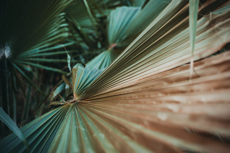 selective focus of tropical plant leavesの写真素材
