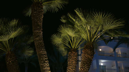 Palm Trees Illuminated at Nightの写真素材