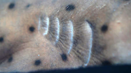 Gills Branchia of Living Fish Breathing Underwaterの写真素材