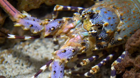 Colorful Langouste Rock Lobster Underwaterの写真素材