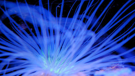 Coral Reef Polyp Long Blue Tentacles Feedingの写真素材
