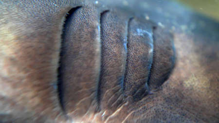 Gills Branchia of Living Fish Breathing Underwaterの写真素材