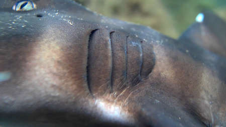 Gills Branchia of Living Fish Breathing Underwaterの写真素材
