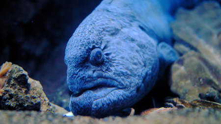 Moray Eel Opening and Closing Jaw Showing Monster Teethの写真素材